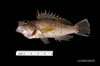 Juvenile Centropristis striata,black sea bass, SEAMAP collections